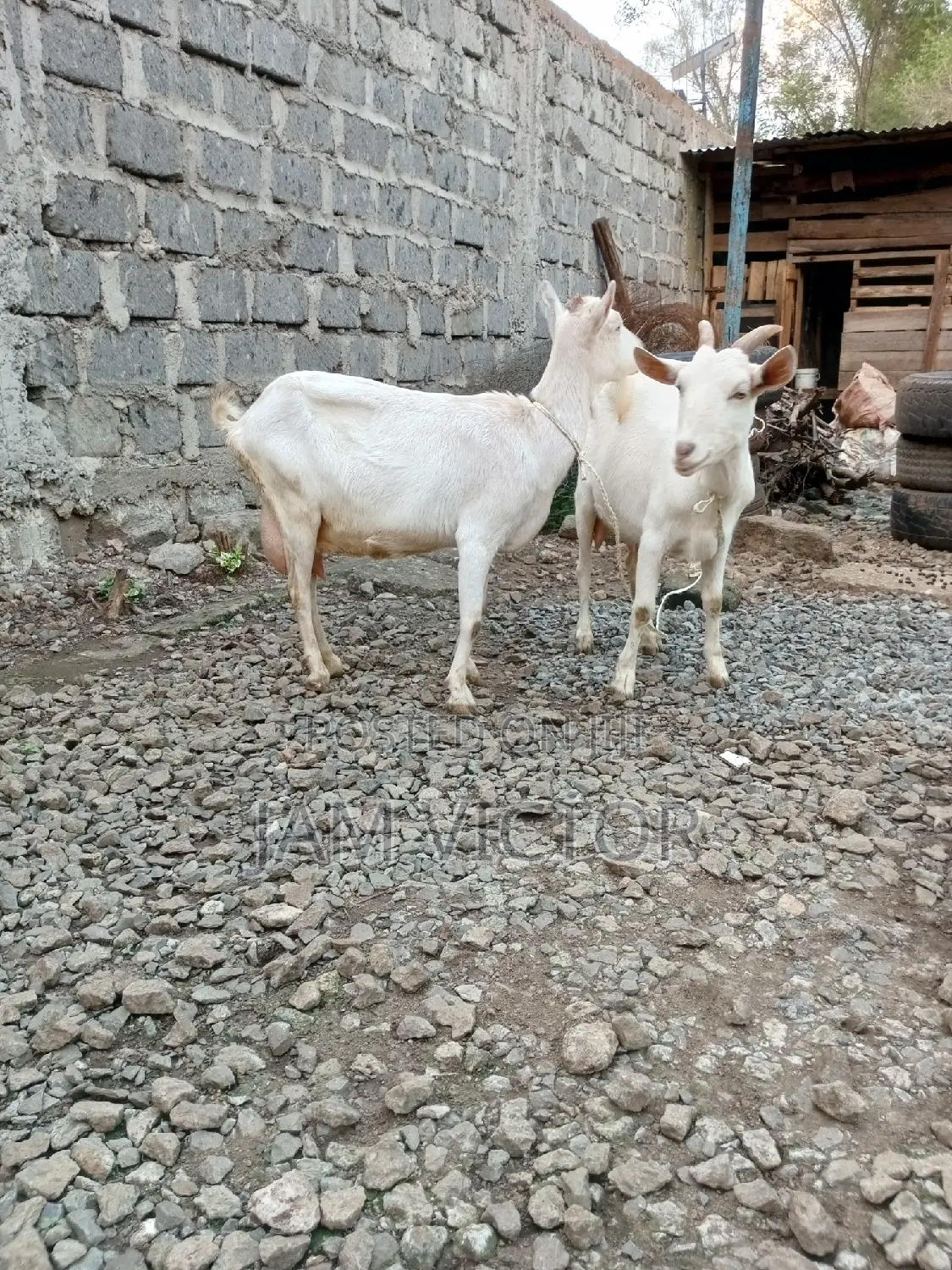 Pedigree Daily Goats