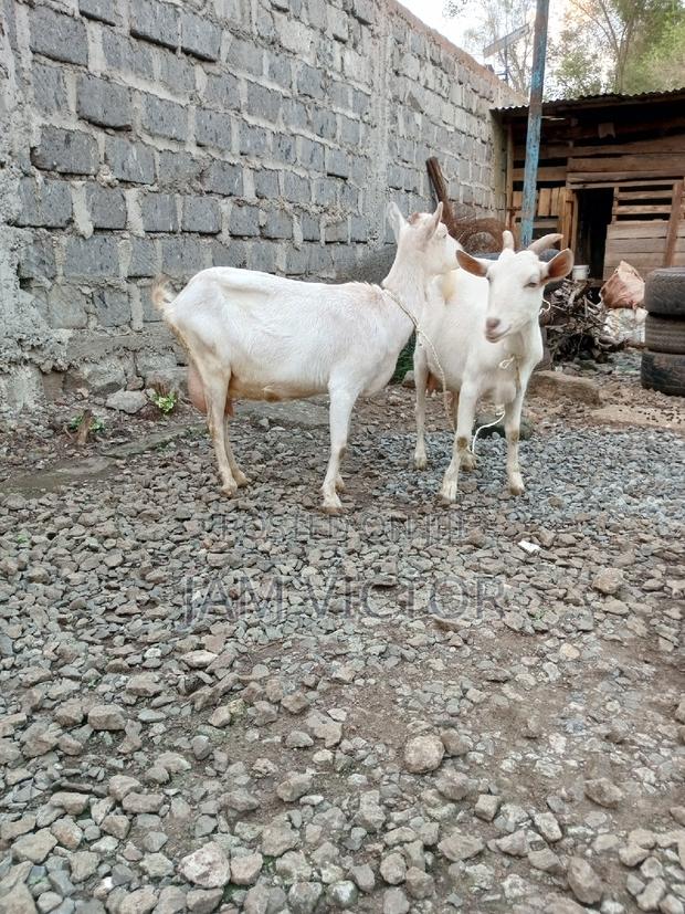 Pedigree Daily Goats - thumbnail 10