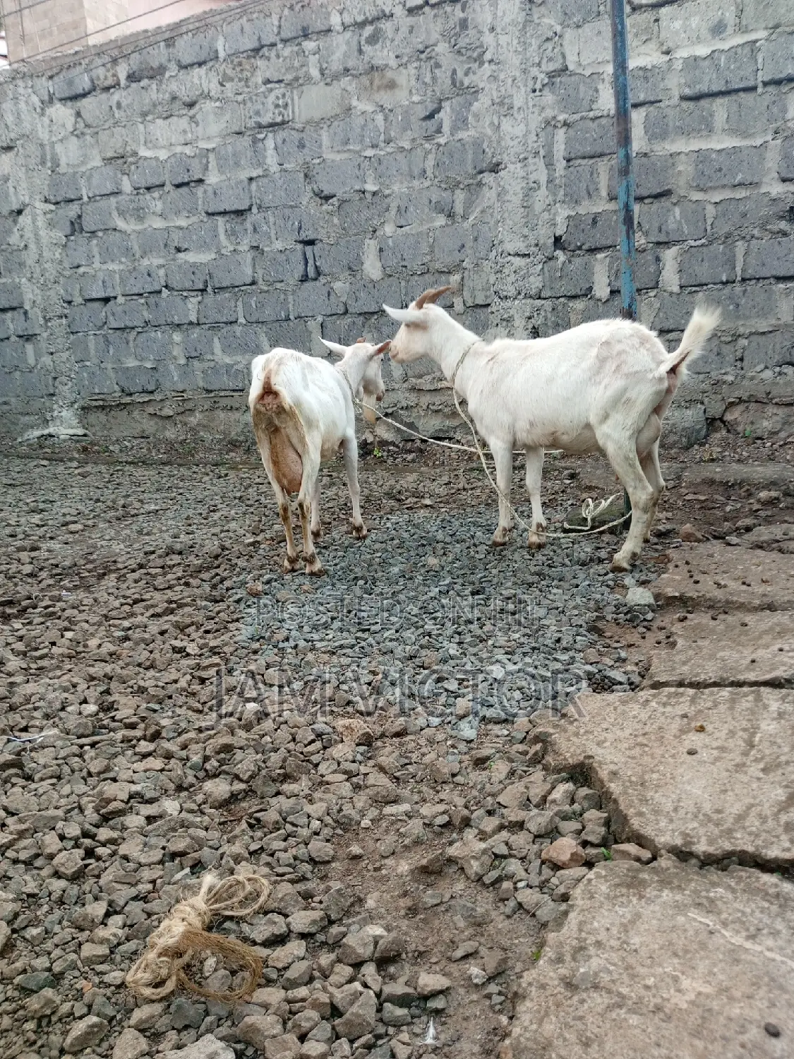 Pedigree Daily Goats