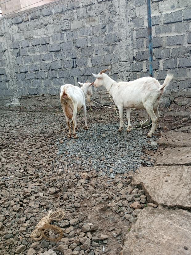 Pedigree Daily Goats - thumbnail 11