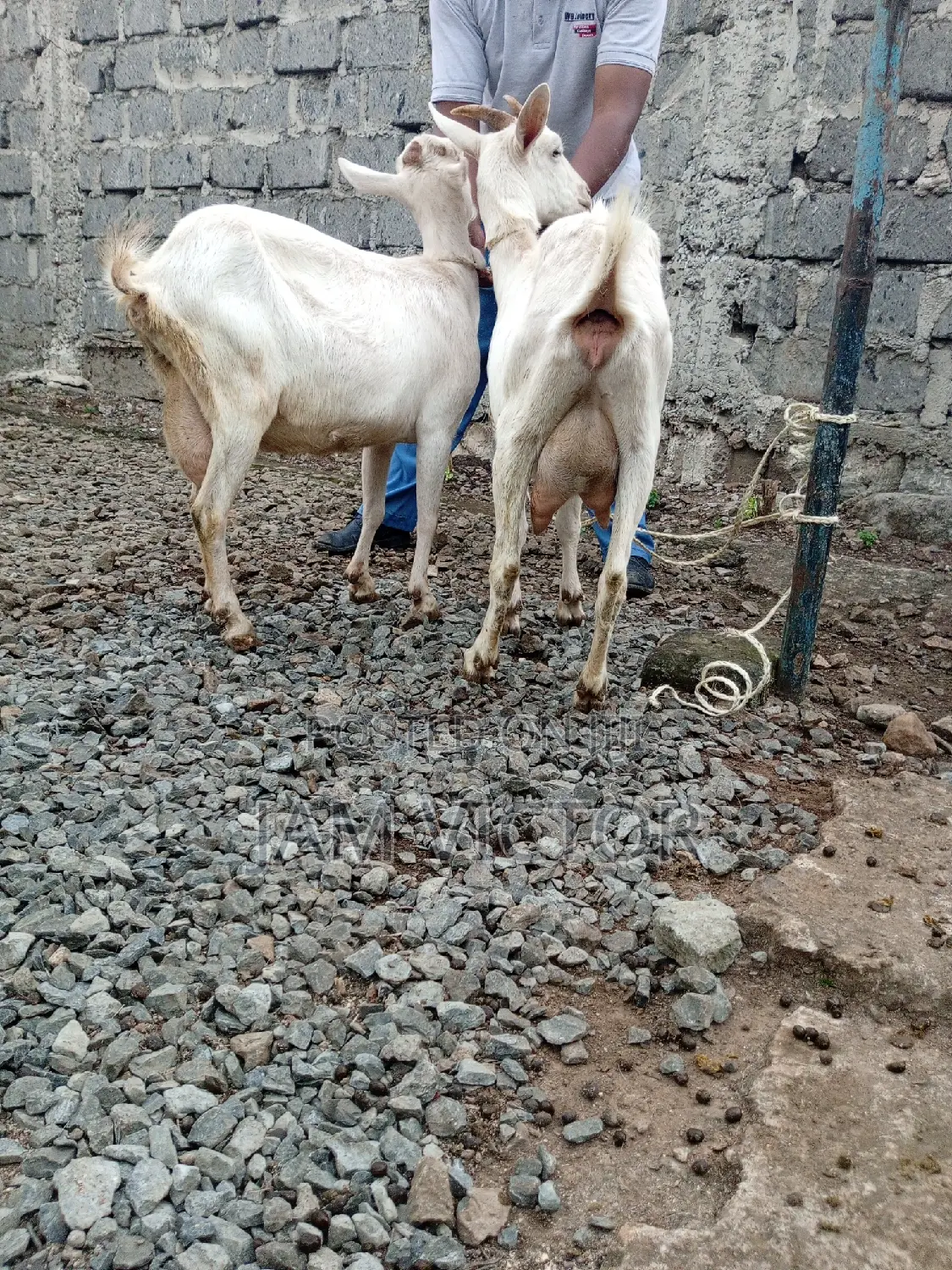 Pedigree Daily Goats
