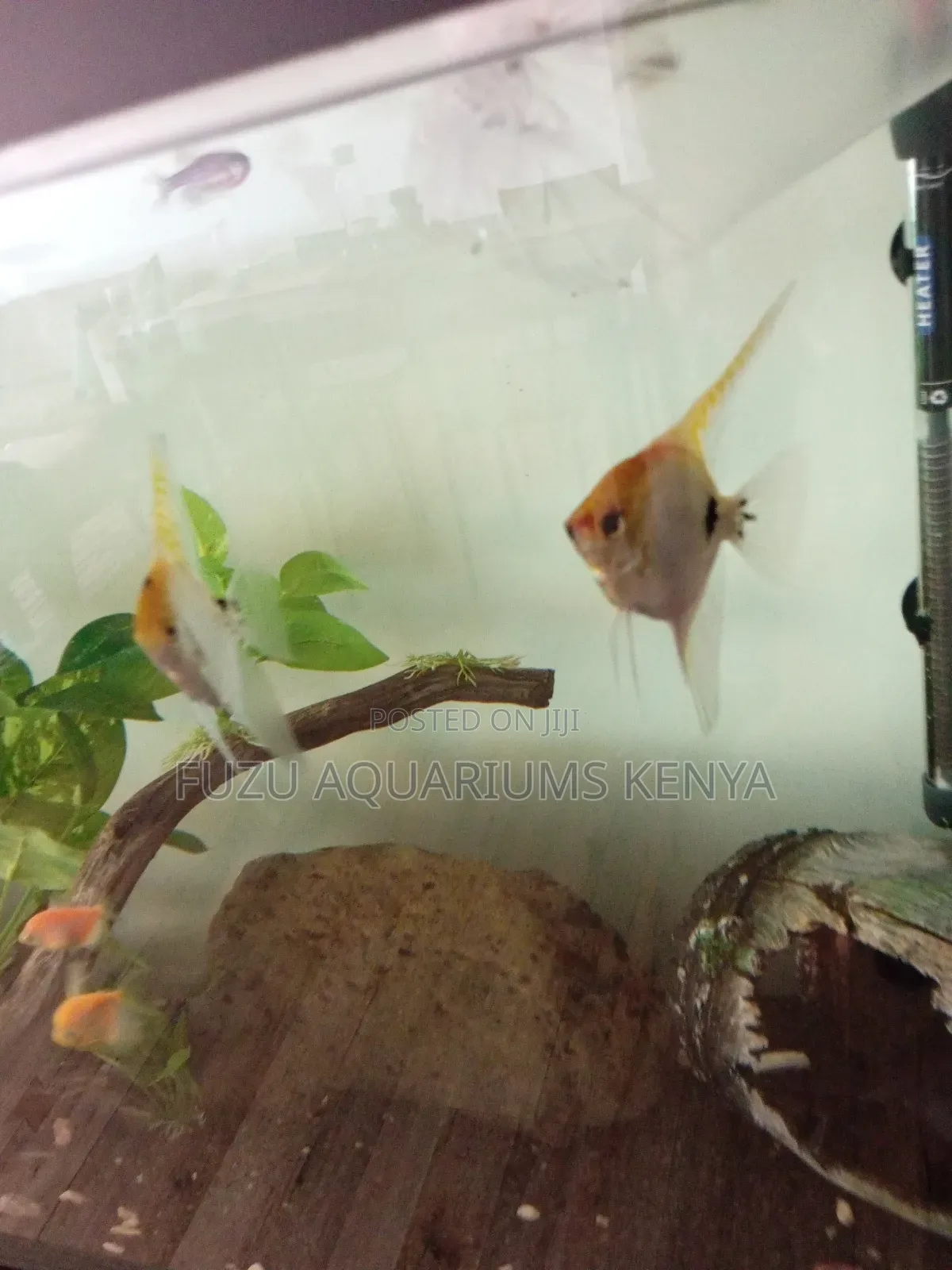 Aquarium With Cabinet and Unique Fish