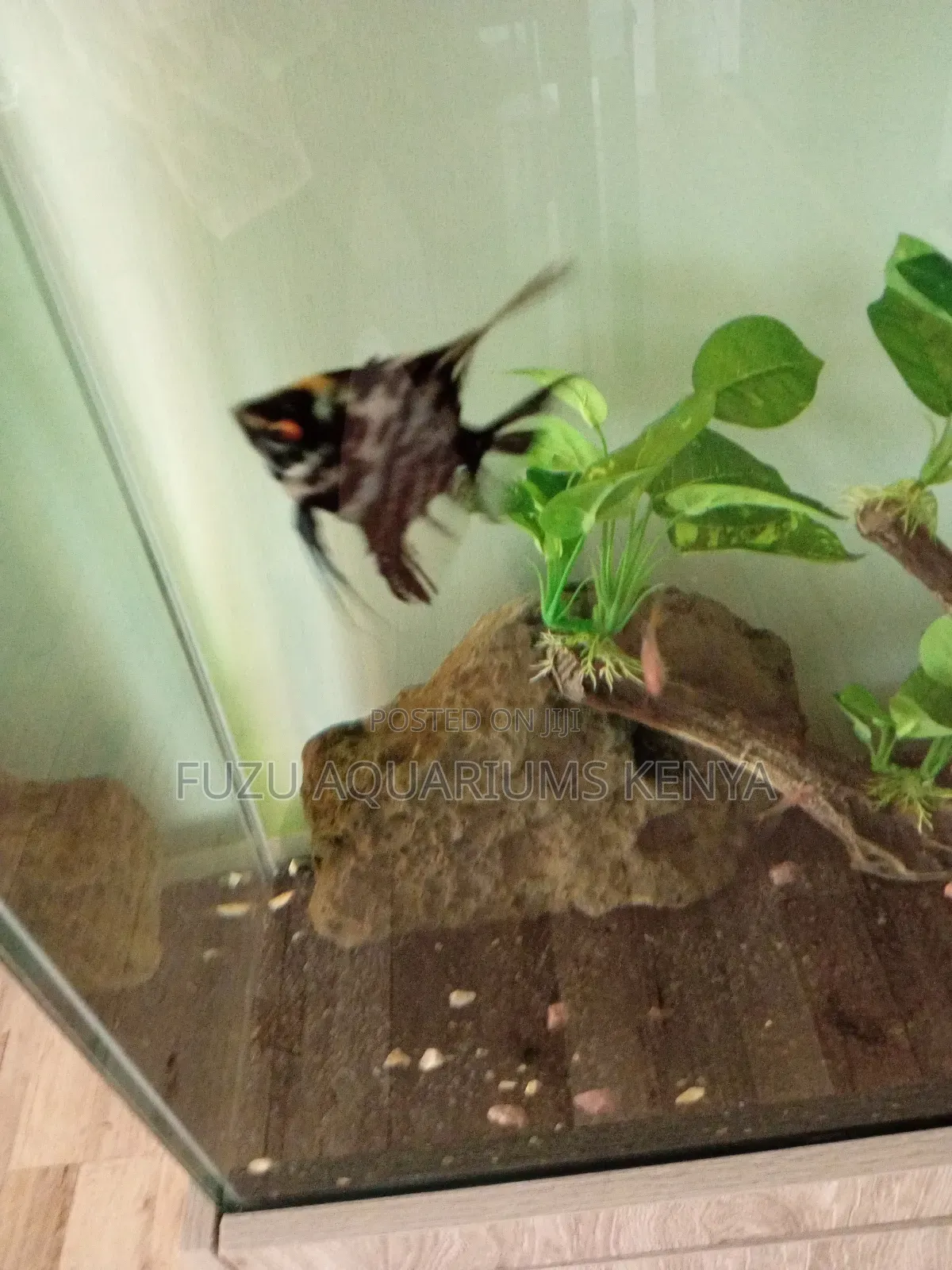 Aquarium With Cabinet and Unique Fish