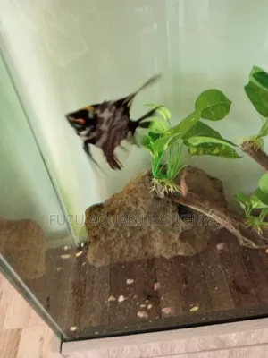 Aquarium With Cabinet and Unique Fish