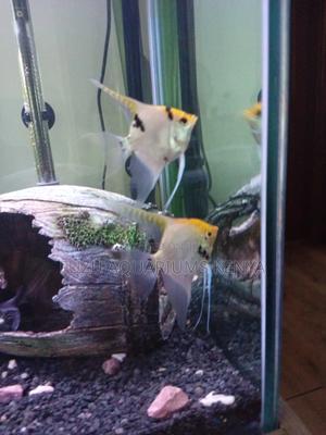 Angelfish Big (Silver and Yellow)