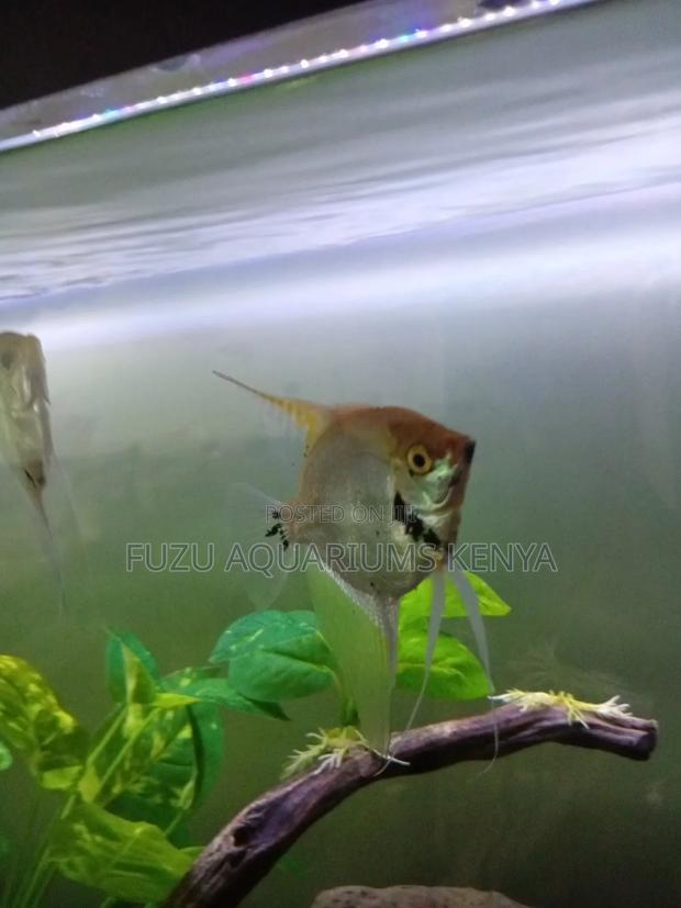 Angelfish Big (Silver and Yellow) - thumbnail 2