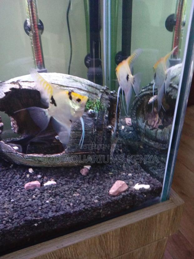 Angelfish Big (Silver and Yellow) - thumbnail 3