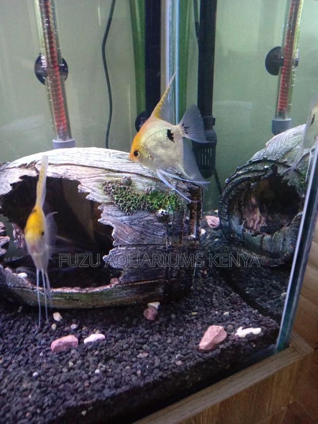 Angelfish Big (Silver and Yellow) - thumbnail 4
