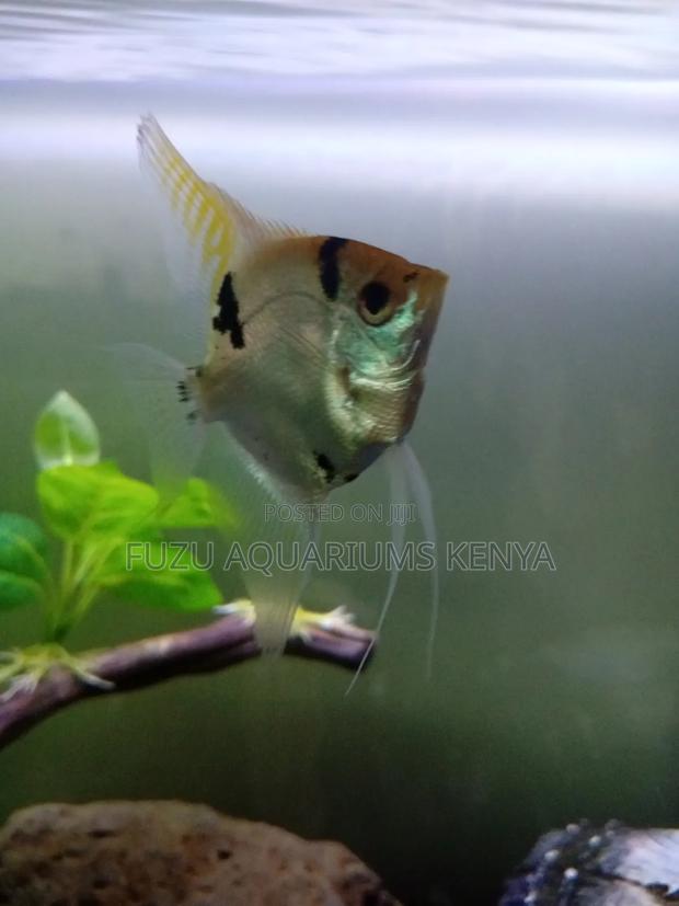 Angelfish Big (Silver and Yellow) - thumbnail 7