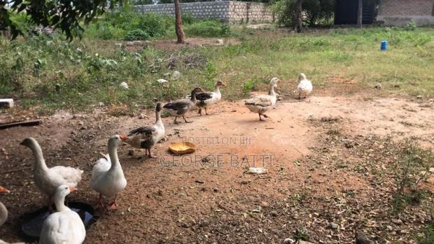 Geese for Sale in Kilifi
