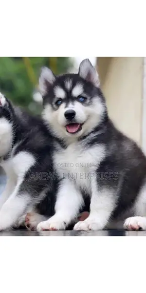 1-3 months Female Purebred Siberian Husky