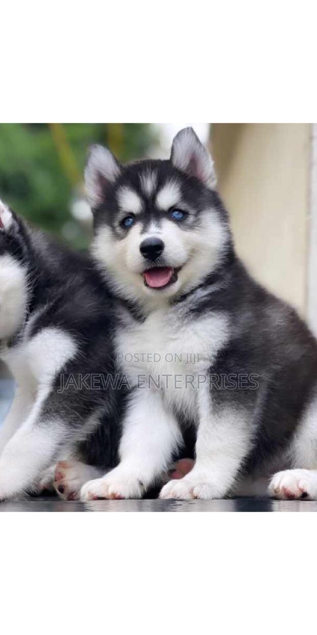 1-3 months Female Purebred Siberian Husky - main view