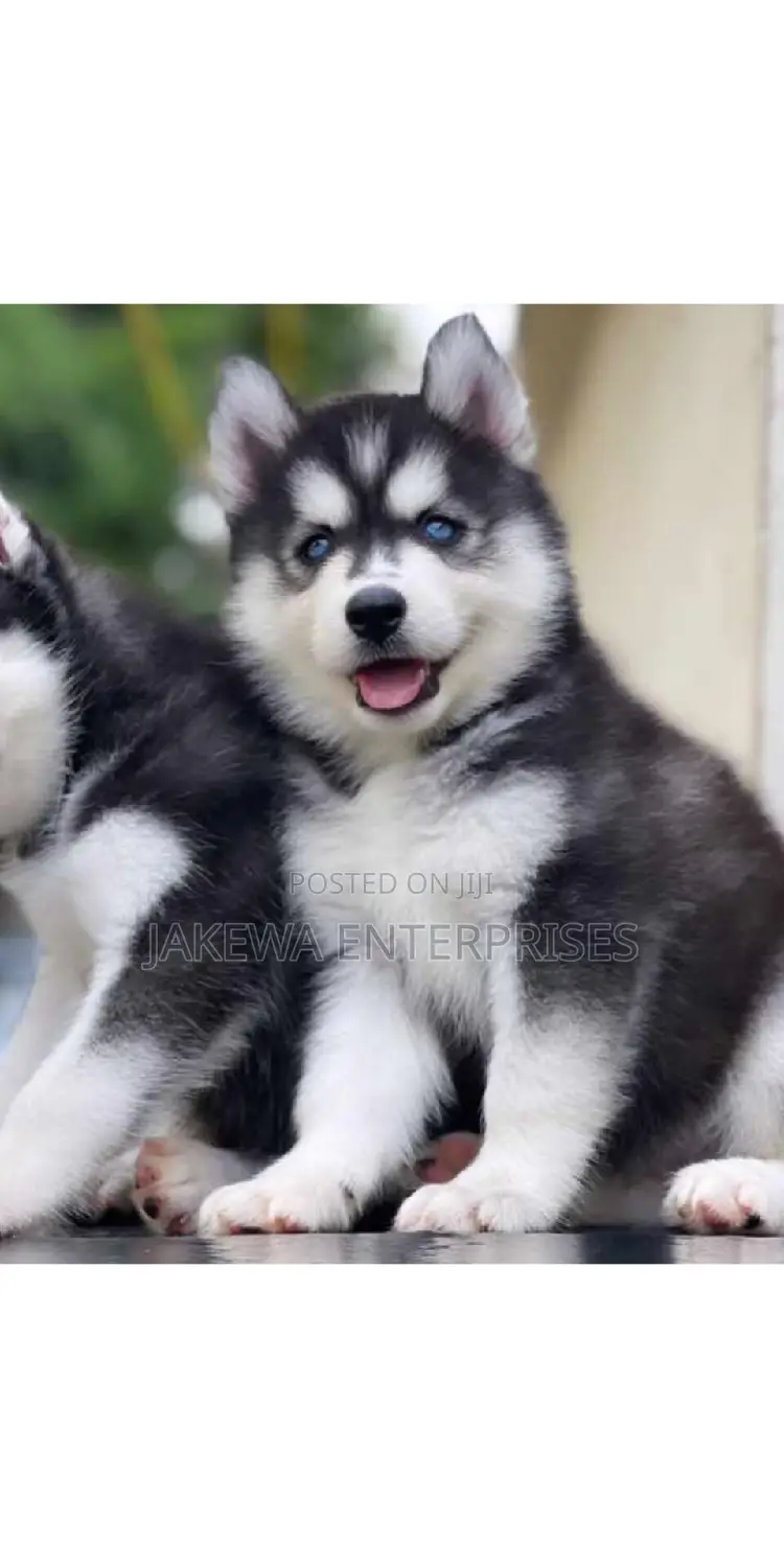 1-3 months Female Purebred Siberian Husky