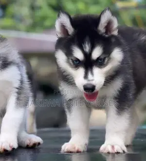1-3 months Male Purebred Siberian Husky