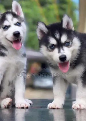 1-3 months Female Purebred Siberian Husky