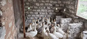 Geese for Sale in Kilifi