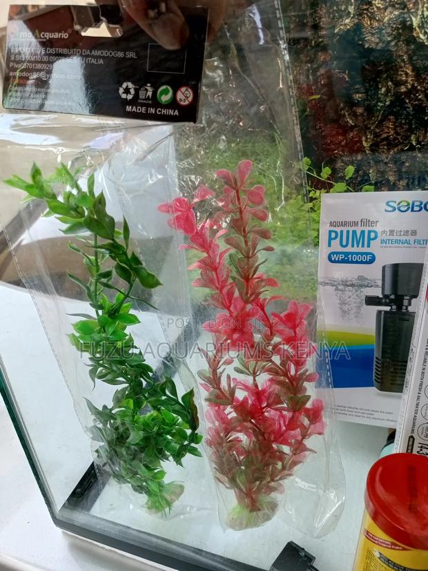 Nice Aquarium Plants - main view