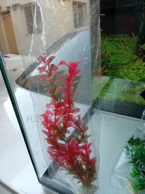 Unique Aquarium Plants All Colors