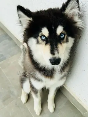 6-12 months Male Purebred Siberian Husky