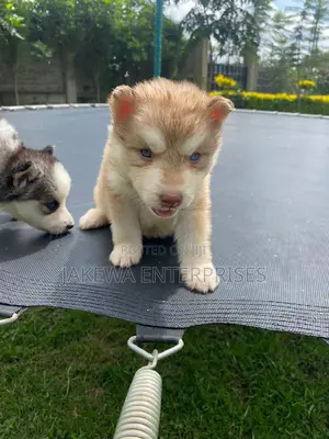 1-3 months Male Purebred Siberian Husky