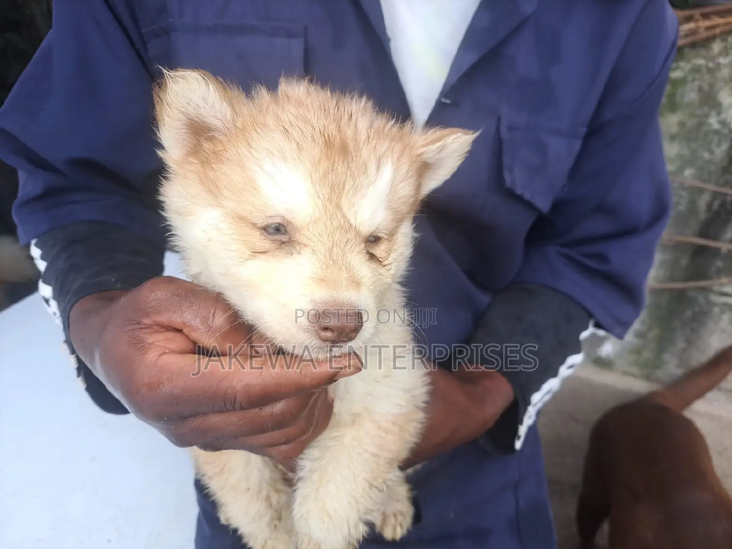 1-3 months Male Purebred Siberian Husky
