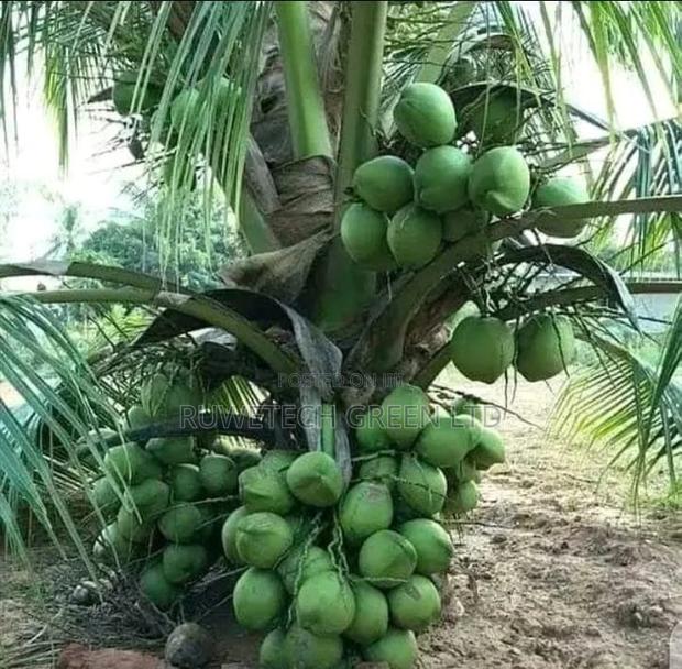 Coconut Seedlings Dwarf - main view