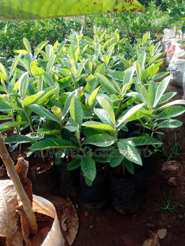 Loquat Seedlings - main view