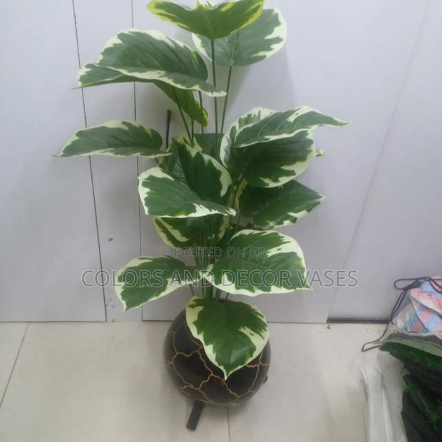 Calabash, Plant and Pebble Stones - main view