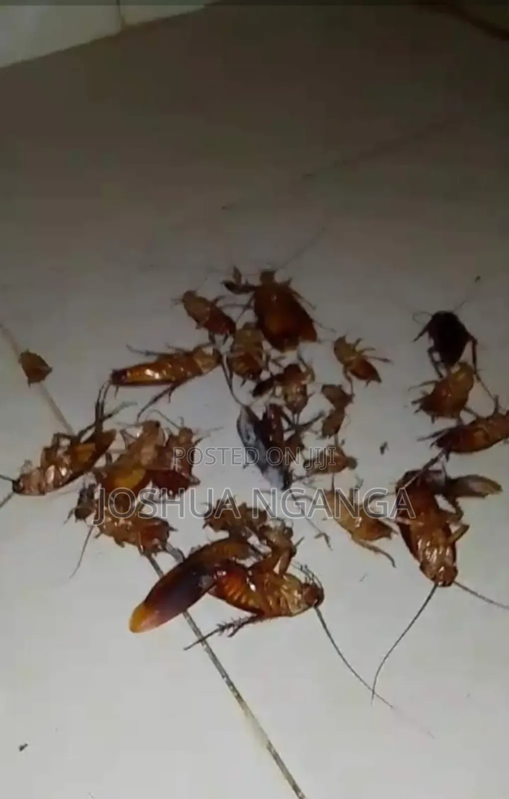 Pest Control and Fumigation