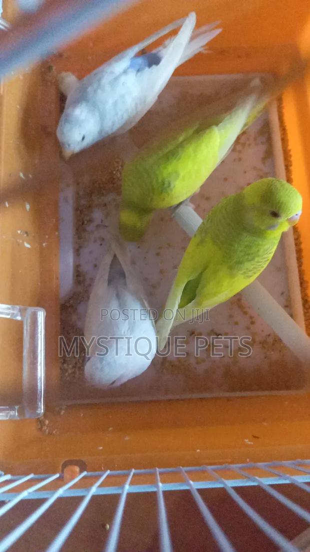 Beautiful Budgies - main view