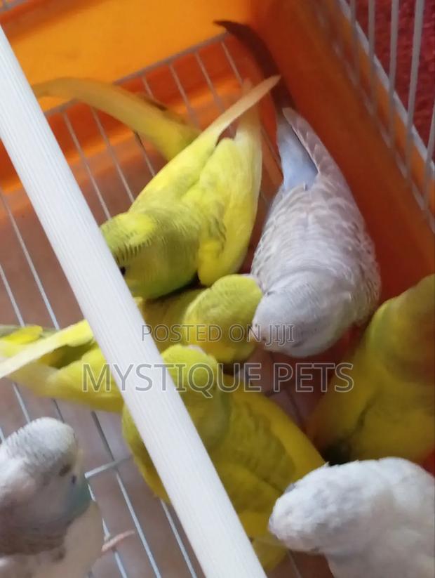 Beautiful Budgies - thumbnail 3