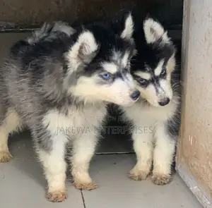 1-3 months Female Purebred Siberian Husky