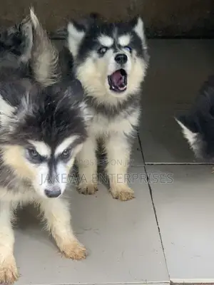 1-3 months Male Purebred Siberian Husky