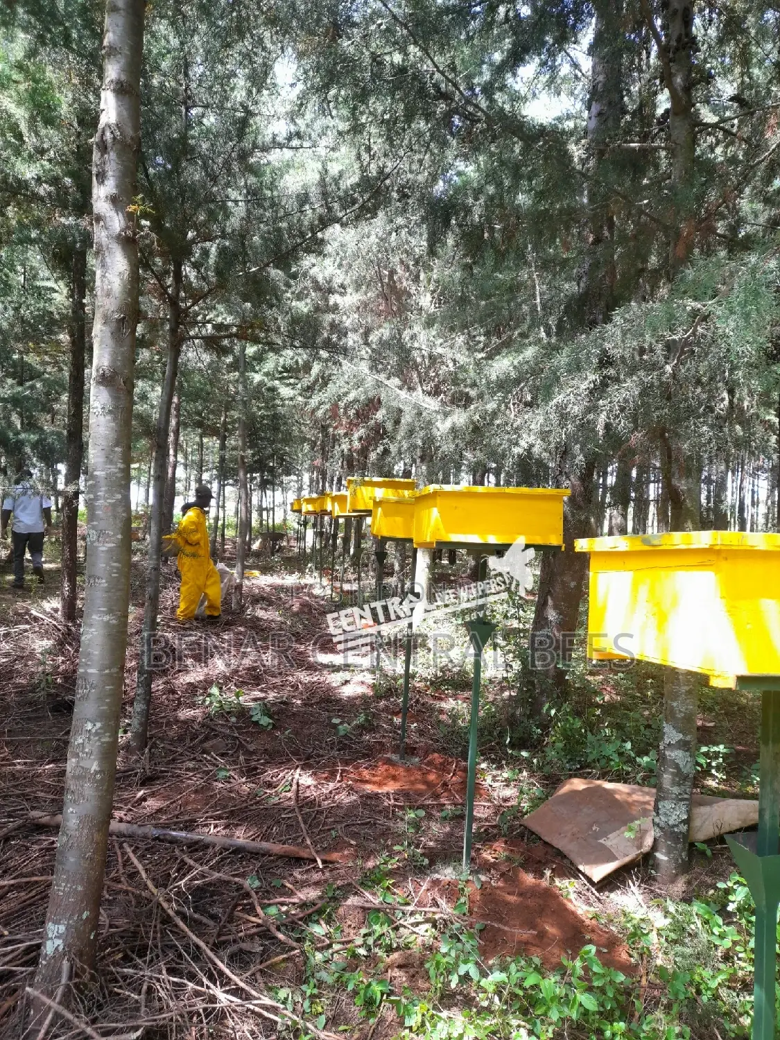 Modern Apiary/Apiaries