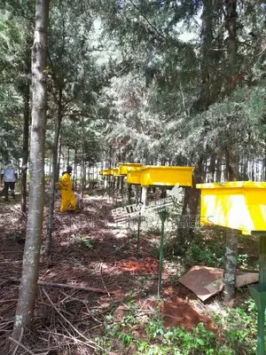 Modern Apiary/Apiaries