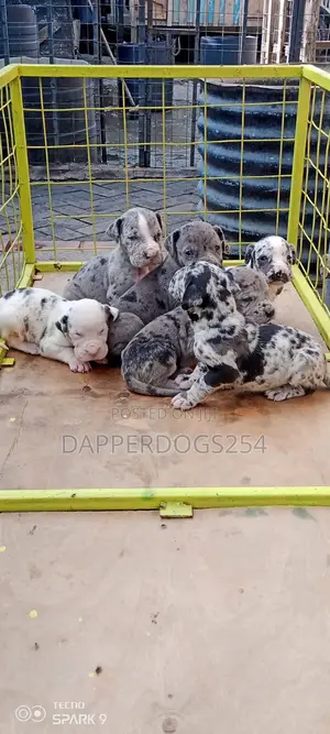 1-3 months Male Purebred Great Dane