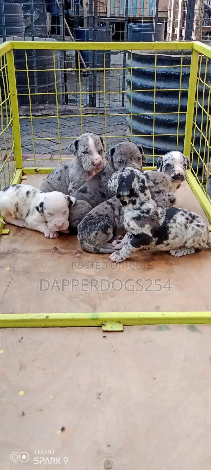1-3 months Male Purebred Great Dane