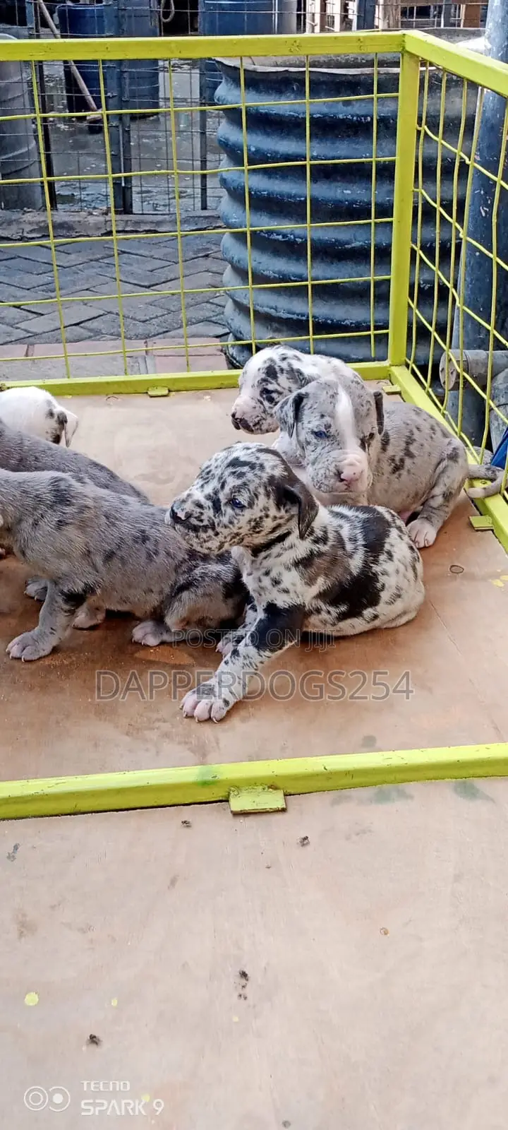 1-3 months Male Purebred Great Dane