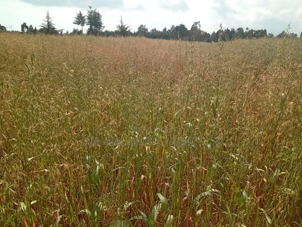 Naivasha Plot Sale