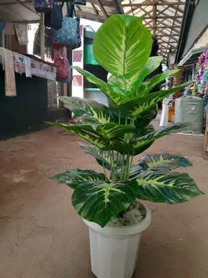 Plant Alone KSH 1200
