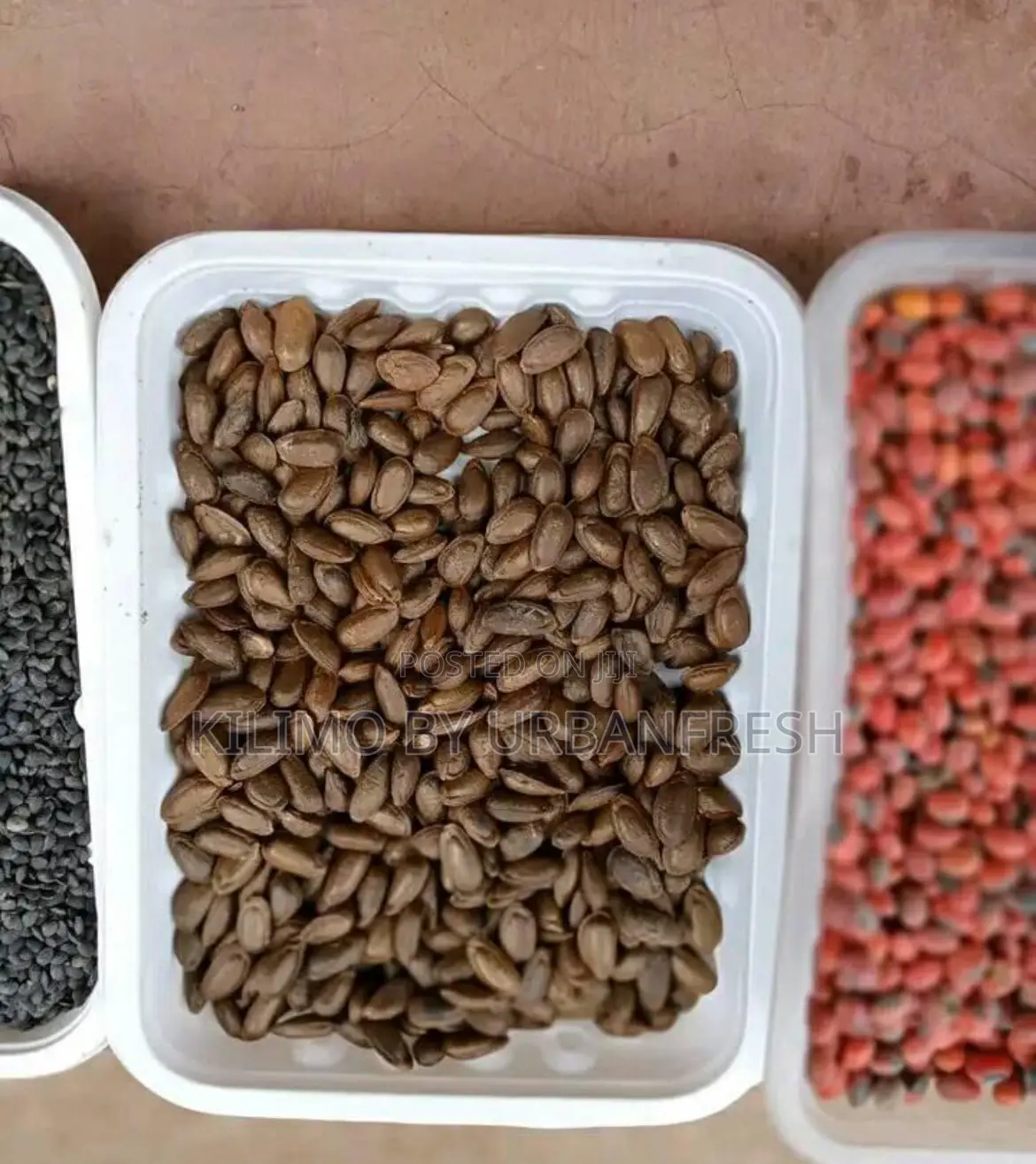 Cypress / Eucalyptus / Red Cedar Seeds Per Kg