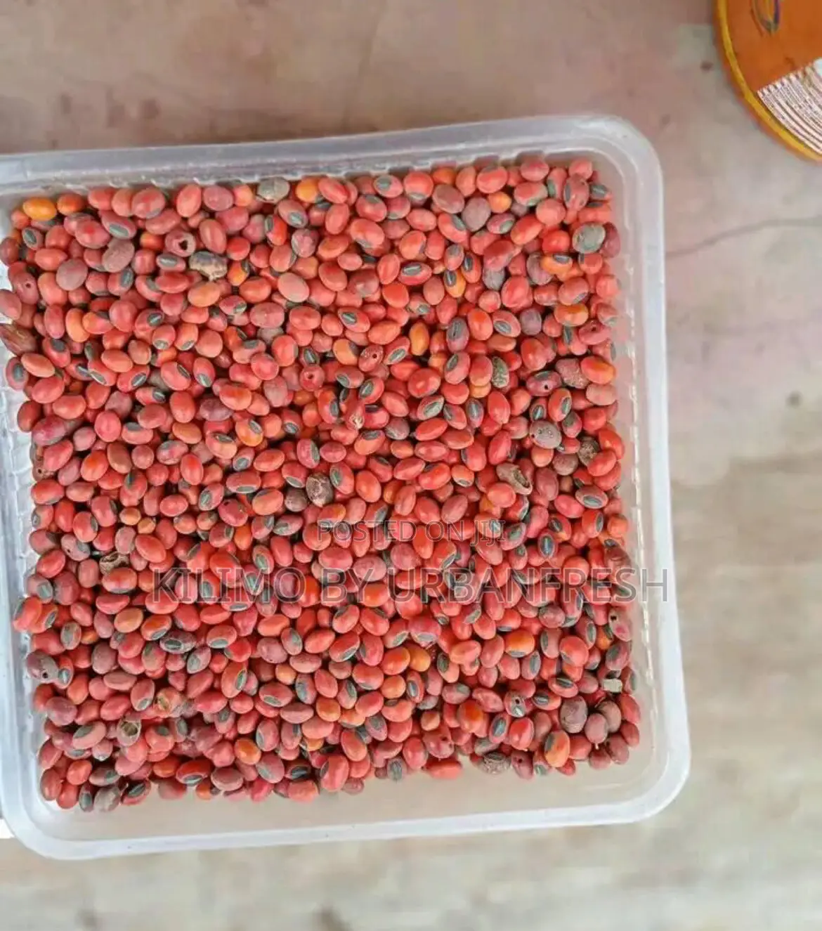 Cypress / Eucalyptus / Red Cedar Seeds Per Kg