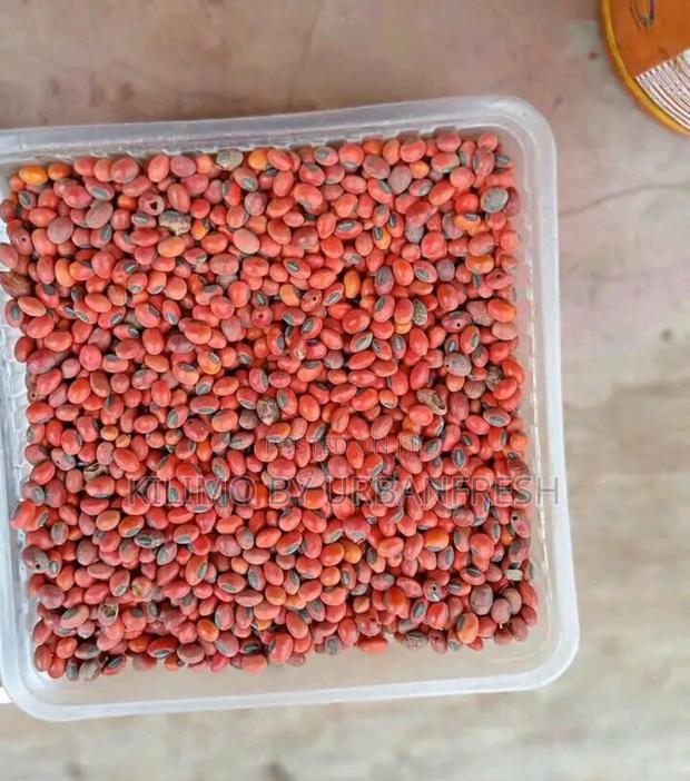 Cypress / Eucalyptus / Red Cedar Seeds Per Kg - main view