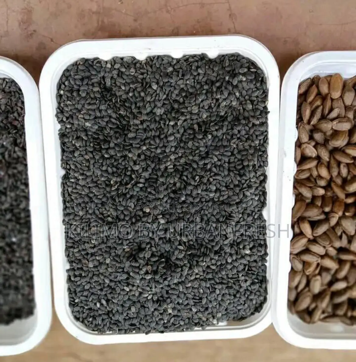 Cypress / Eucalyptus / Red Cedar Seeds Per Kg
