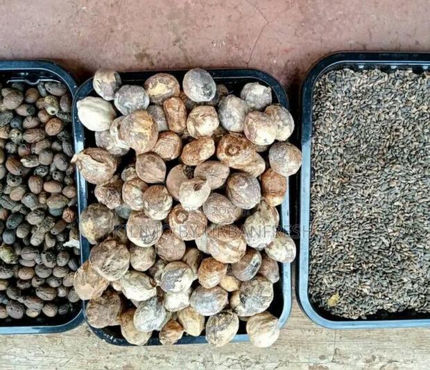 Pinus Pitula / Grivellia Robust Seeds Per Kg - thumbnail 4