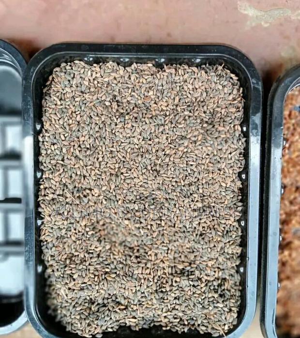 Pinus Pitula / Grivellia Robust Seeds Per Kg - main view