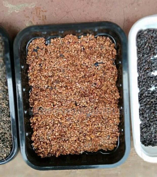 Pinus Pitula / Grivellia Robust Seeds Per Kg - thumbnail 3