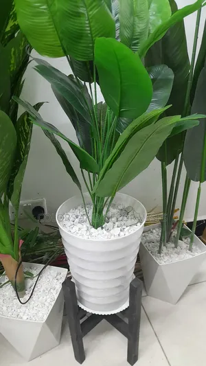 1.2m Long Banana, Vase Plus Stones KSH 