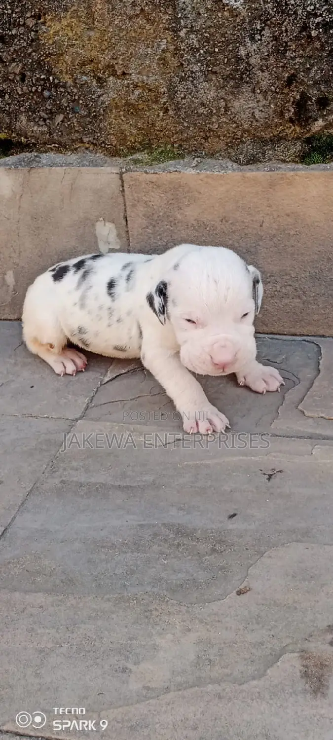 1-3 months Male Purebred Great Dane