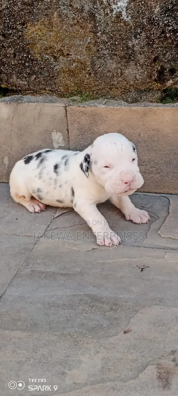 1-3 months Male Purebred Great Dane